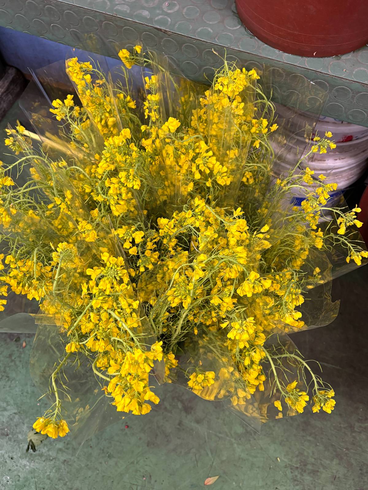 우리가 아는 그 유채꽃이에요. 이제 슬슬 봄이 옵니다