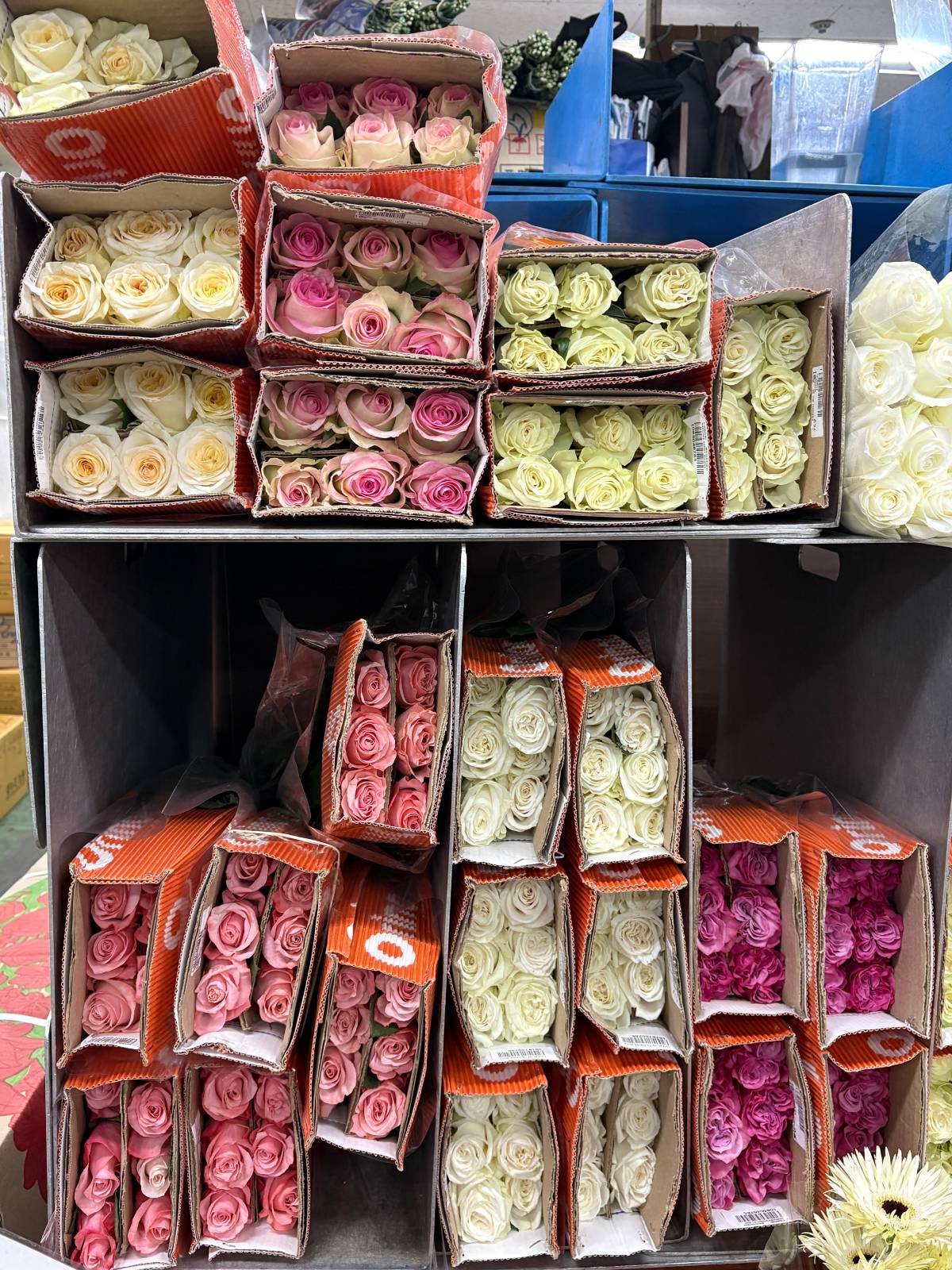 종이로 감싸있는 수입 장미들이에요. 콜롬비아산이 제일 많고, 중국산도 있어요!