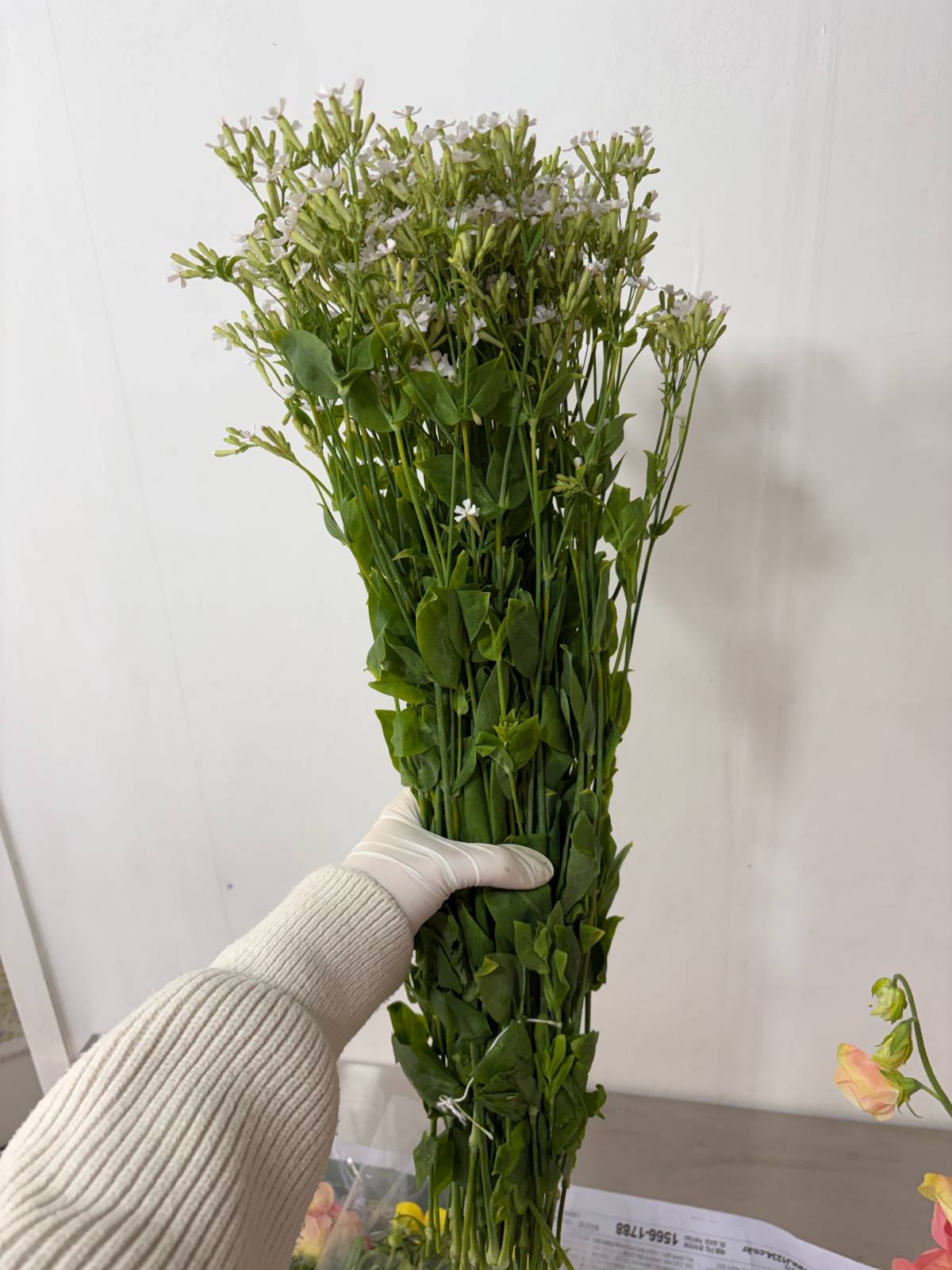 이렇게 잎 가득했던 줄기가