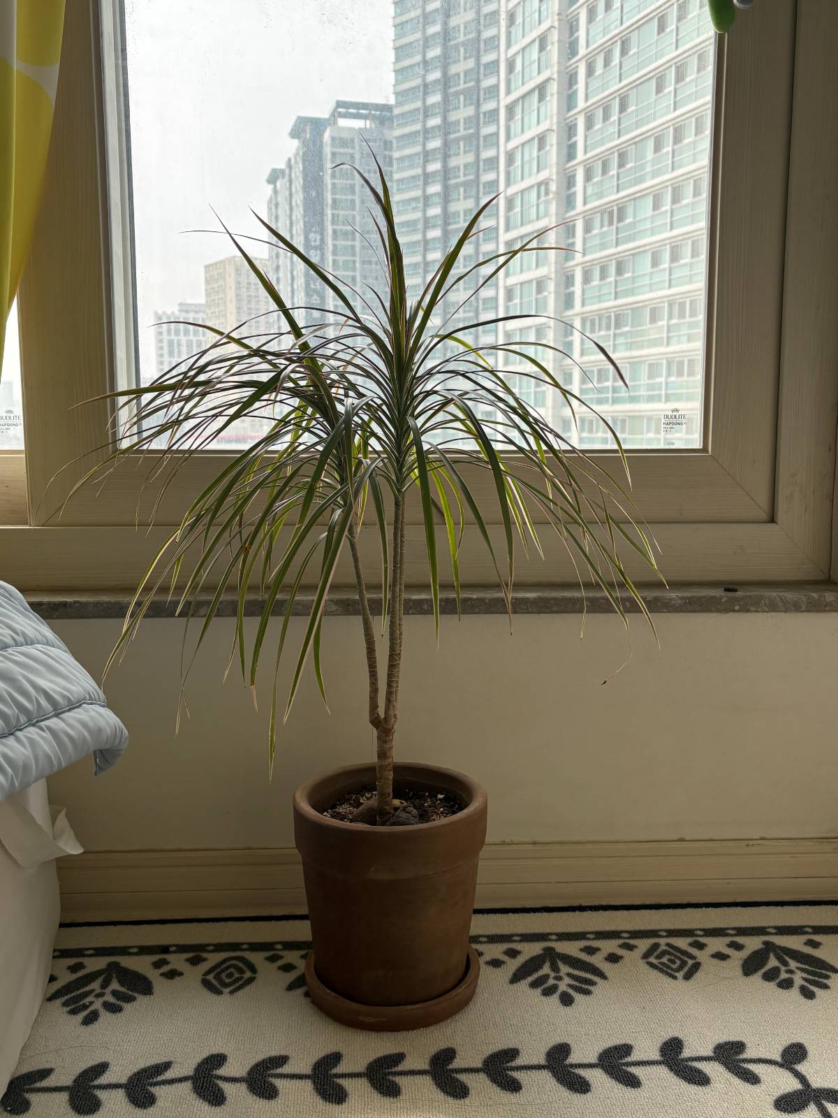 드라세나 마지나타. 핑크빛이 도는 얇은 잎과 수형이 너무 예뻐요. 