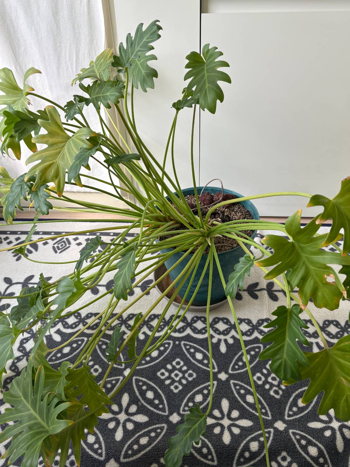 26년 3월 1일 현재, 거대 몬스터처럼 커져버린 호프 셀렘