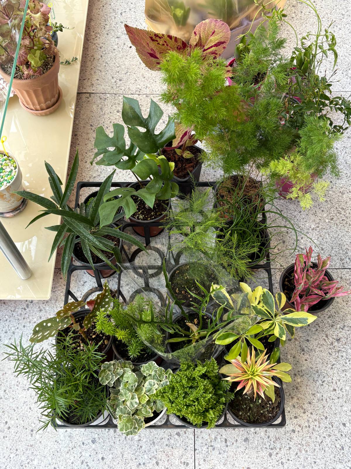 지난 토요일에 데려온 식물 친구들. 식물 사온 거 아셨는지 갑자기 식물 찾는 손님들이 우르르 구경오셨던 주말.