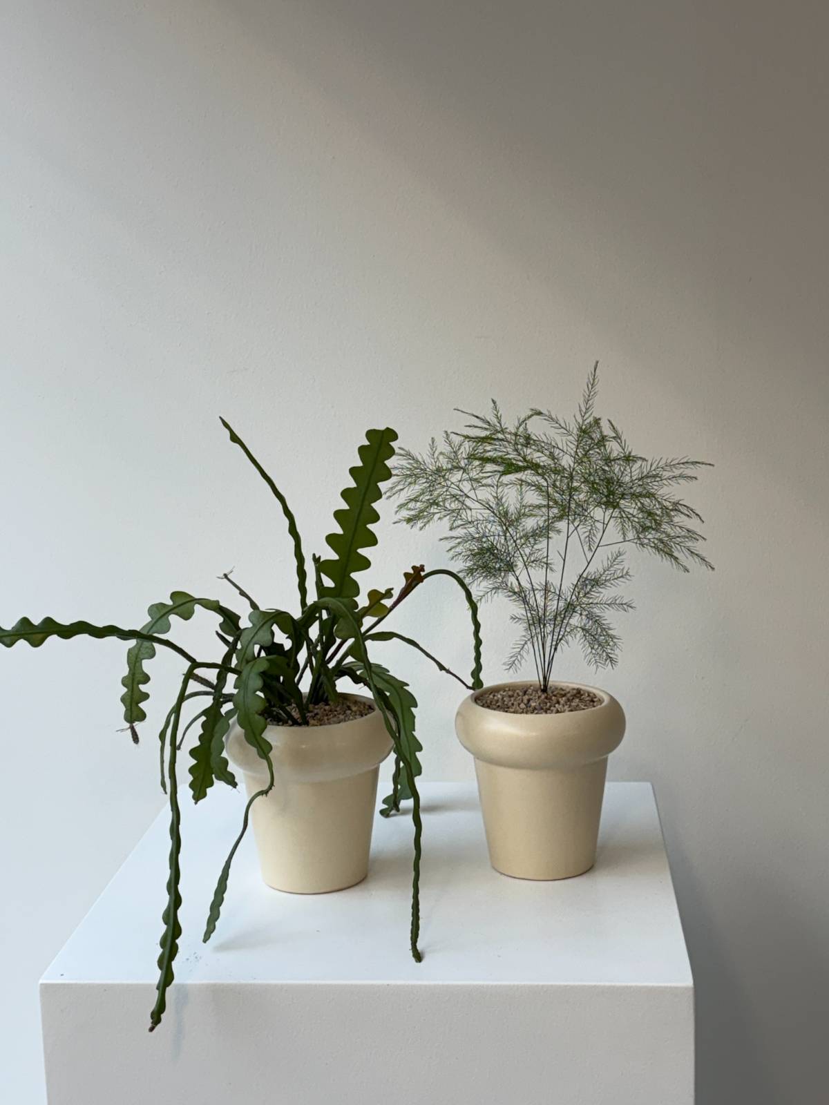 왼쪽은 피쉬본(다육식물 종류), 오른쪽이 아스파라거스 나누스