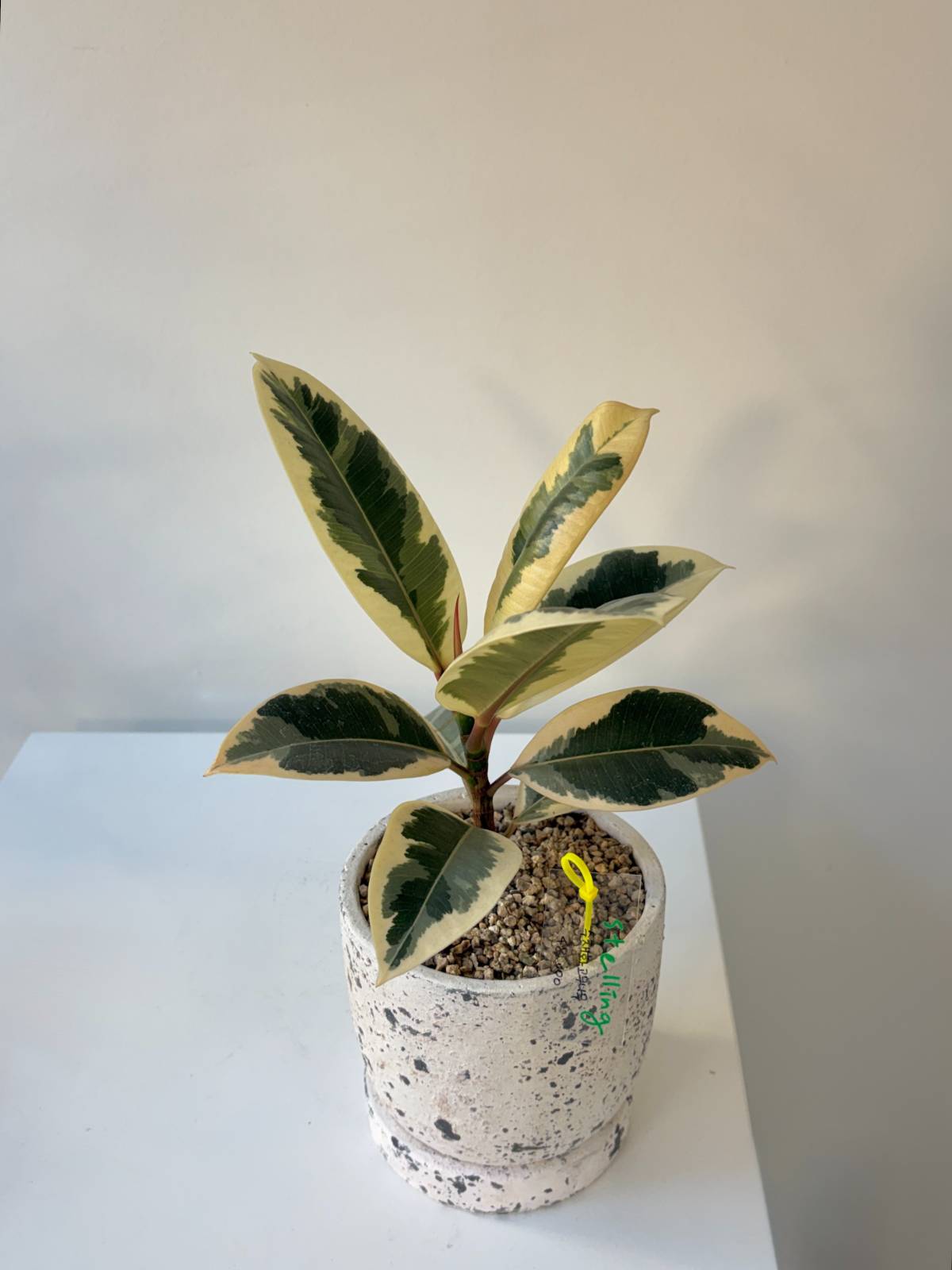 수채화고무나무