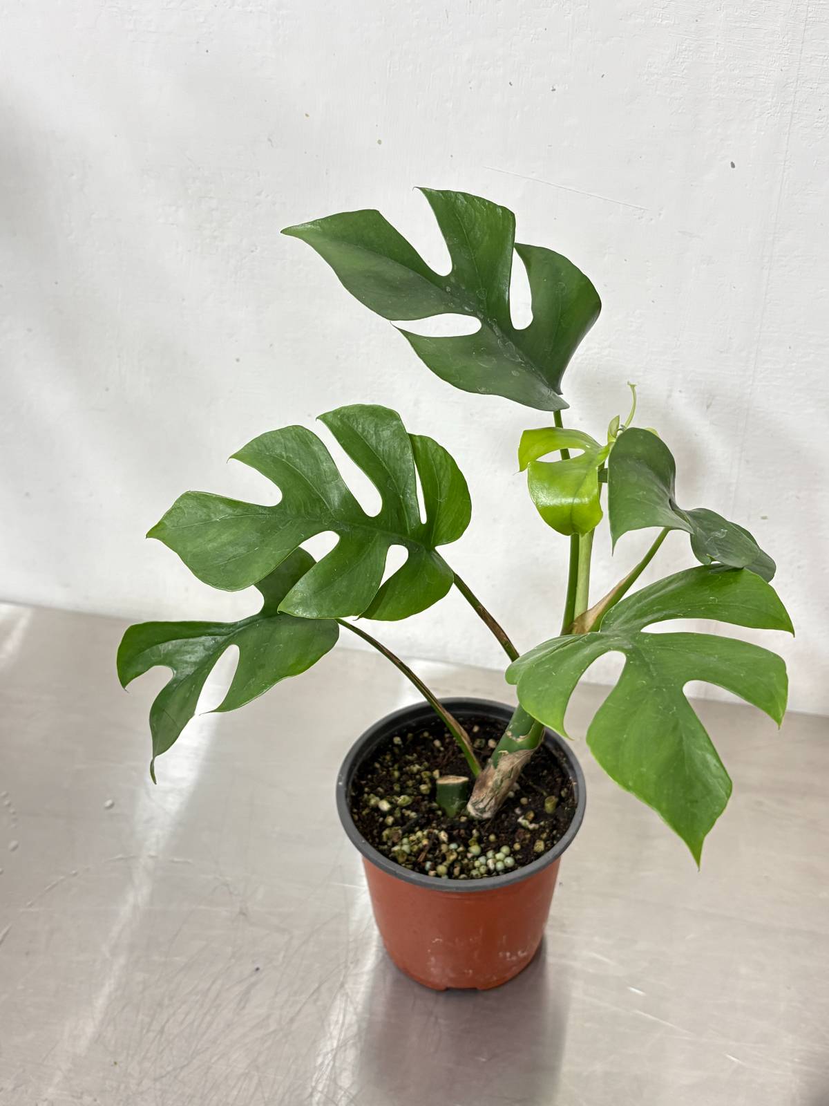 히메 몬스테라(몬스테라 중에서 잎에 구멍이 시원하게 뚫린 종류)