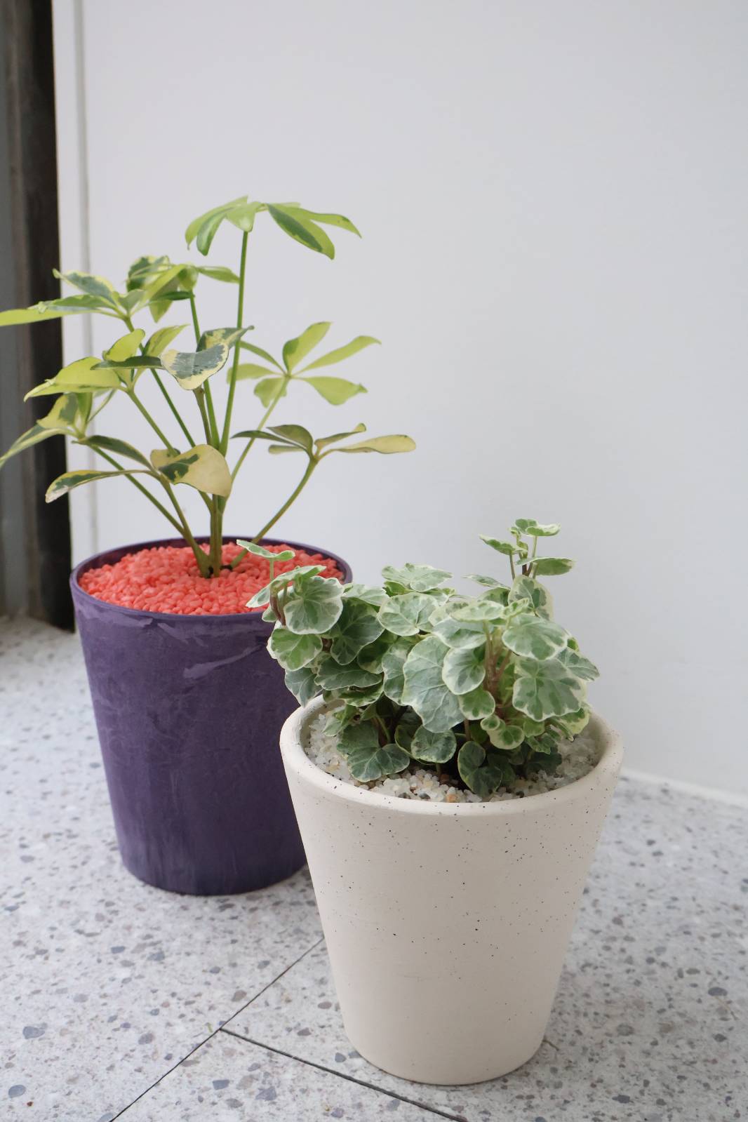 왼쪽 무늬 홍콩야자, 오른쪽 실버 차미 아이비