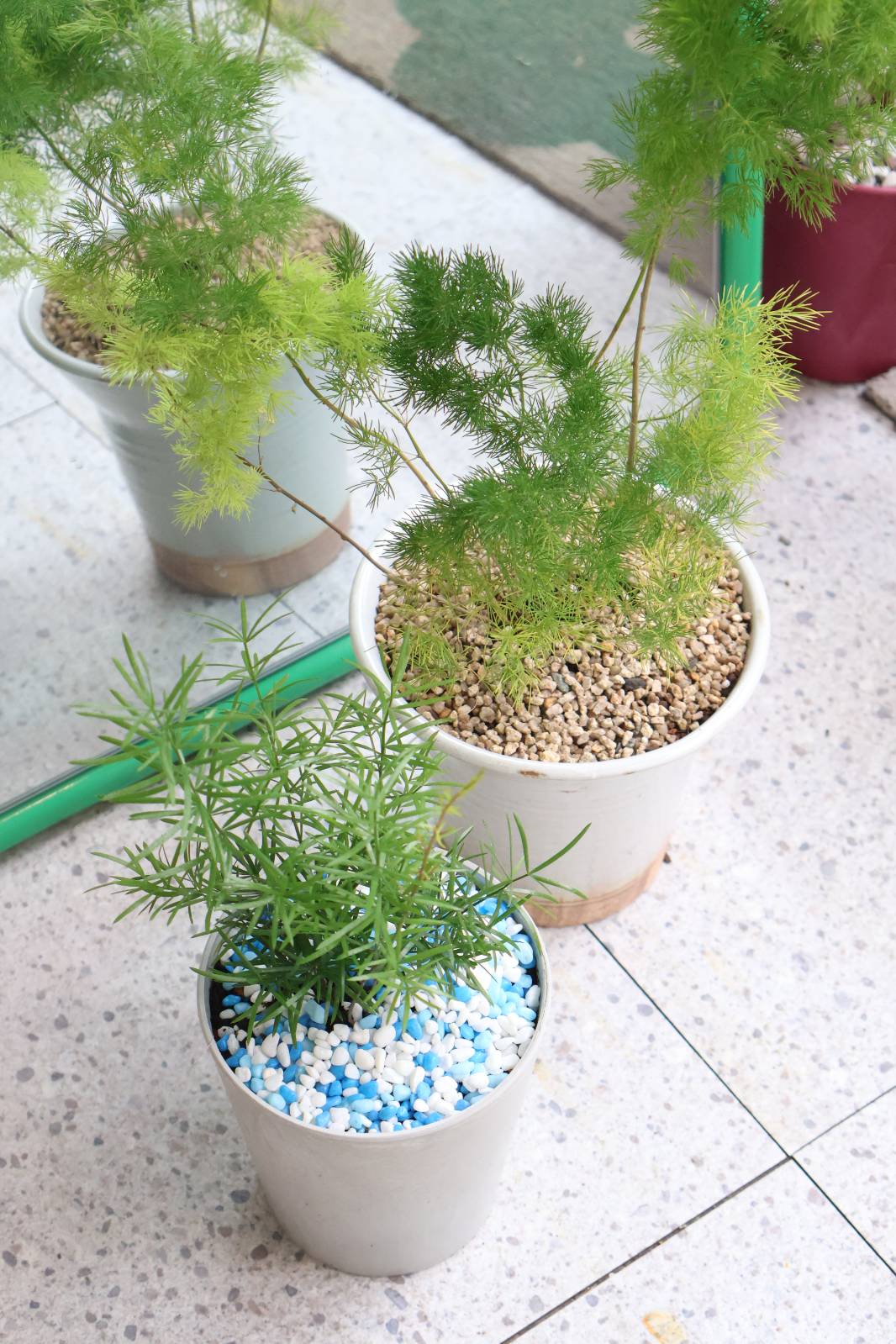 위 아스파라거스 메이리 / 아래 그레이 팟-아스파라거스 스프렌게리