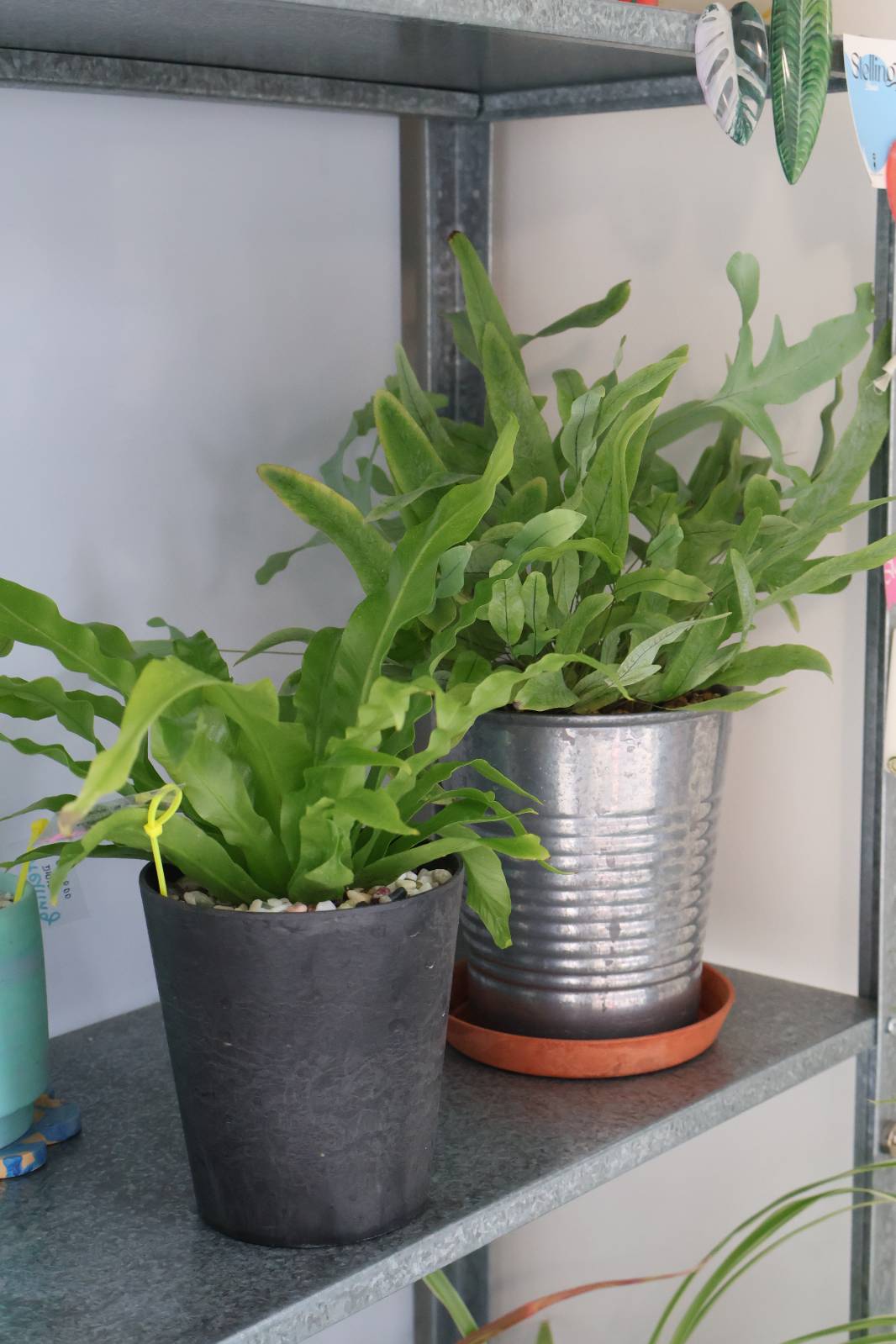 왼쪽(블랙) 아비스 고사리 - 오른쪽(실버) 블루스타펀 고사리