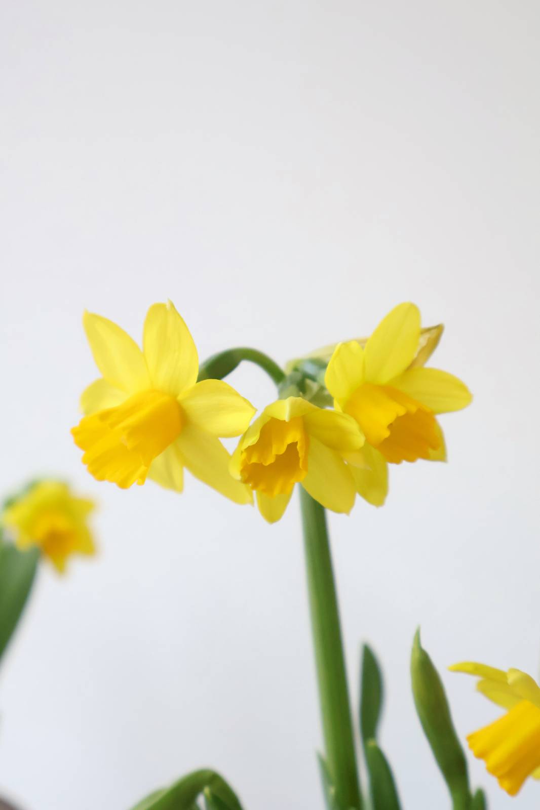 스텔링플라워 💌 봄에 키우면 좋은 식물 추천들어갑니다.의 썸네일 이미지