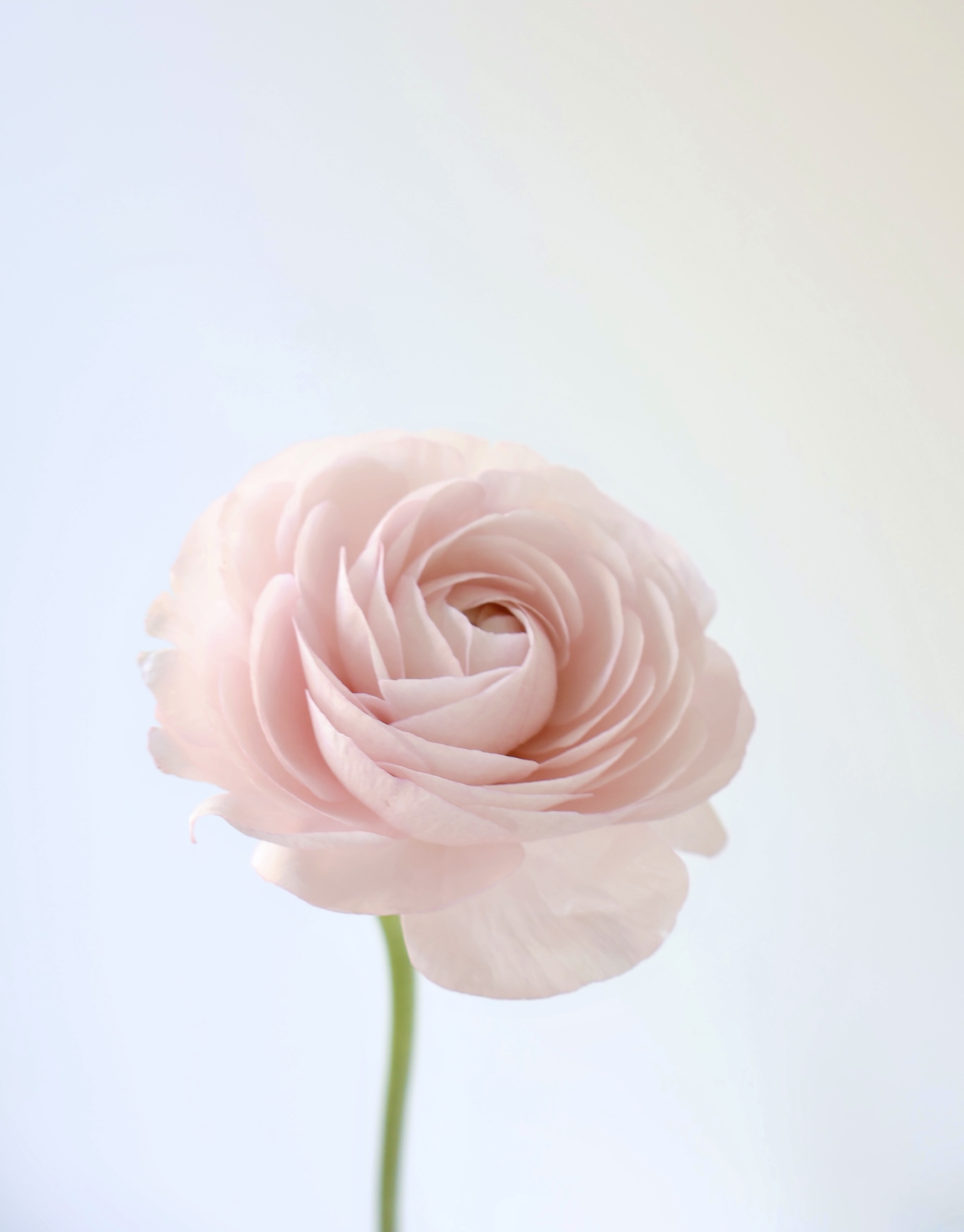 스텔링플라워 💌 겨울이 지나기 전에, 라넌큘러스의 썸네일 이미지