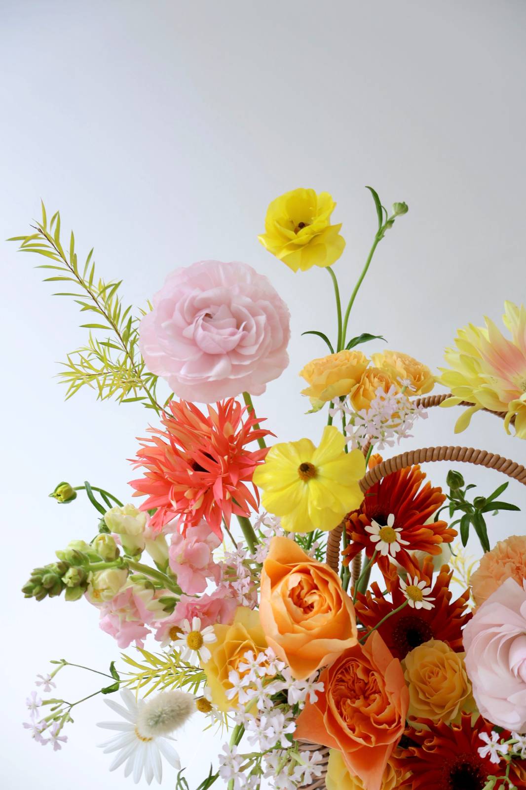 이제는 보이는 연핑크 라넌, 옐로 버터플라이 라넌