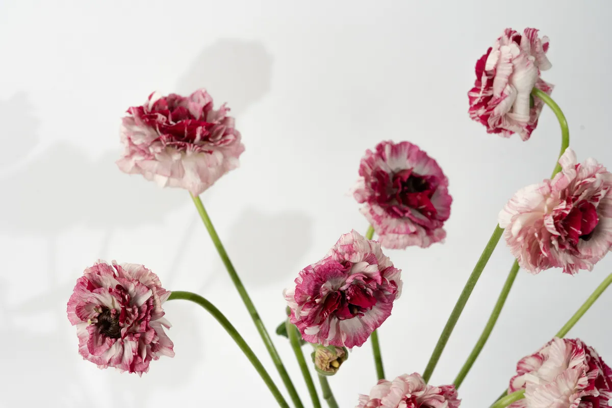 샬롯 라넌큘러스 / 출처 어니스트플라워