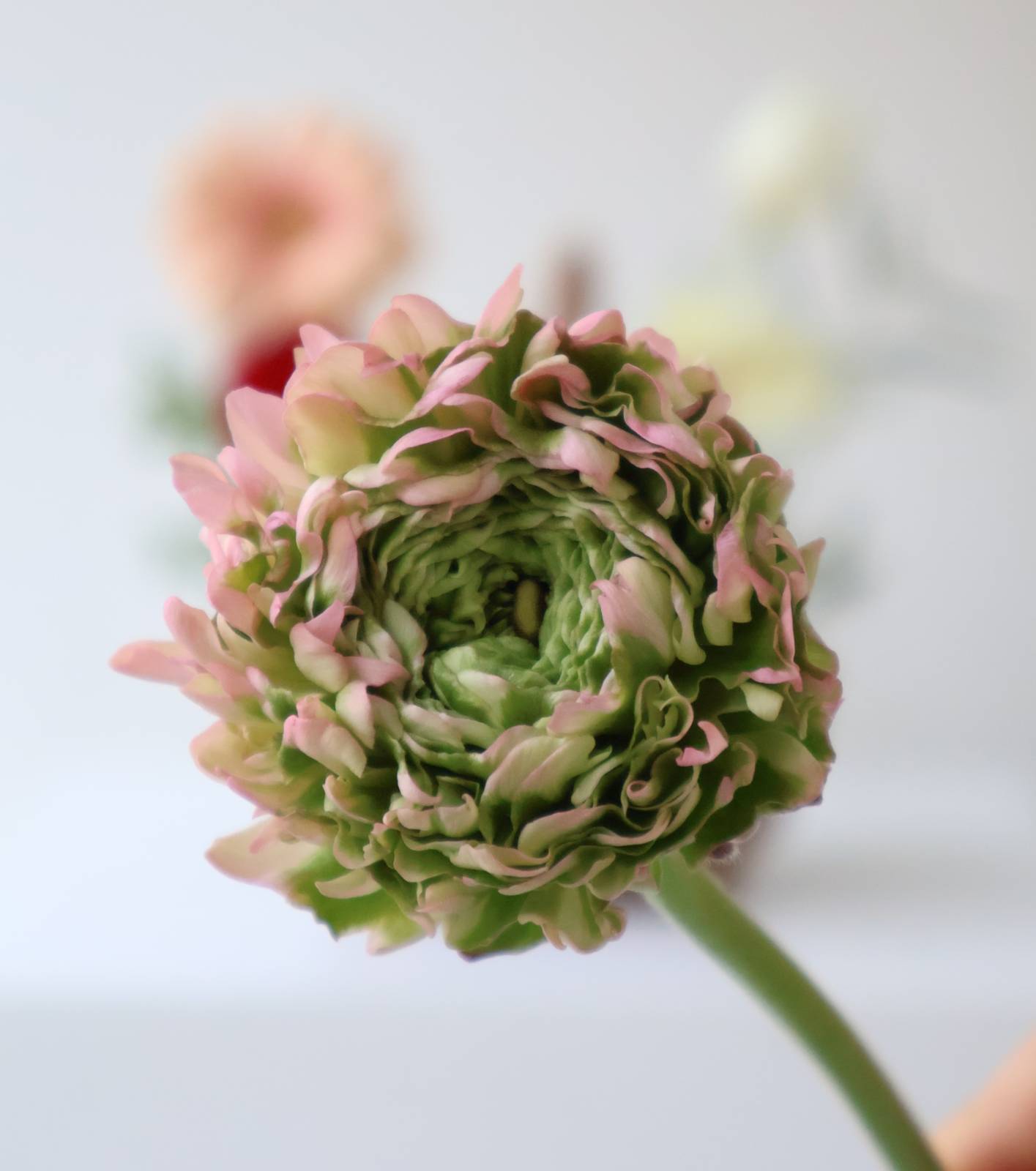 그린 폼폼 라넌큘러스, 지난 라넌 소개 레터에서 보셨죠?