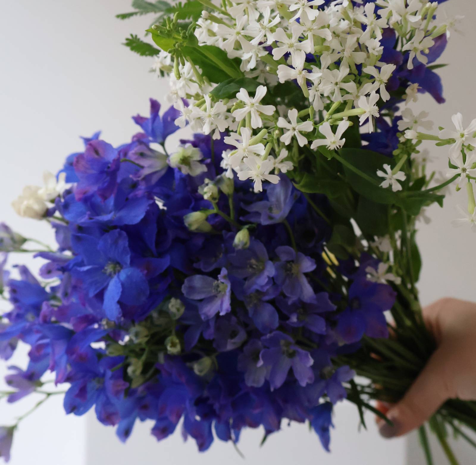 진한 블루 델피늄과 화이트 컬러 시레네