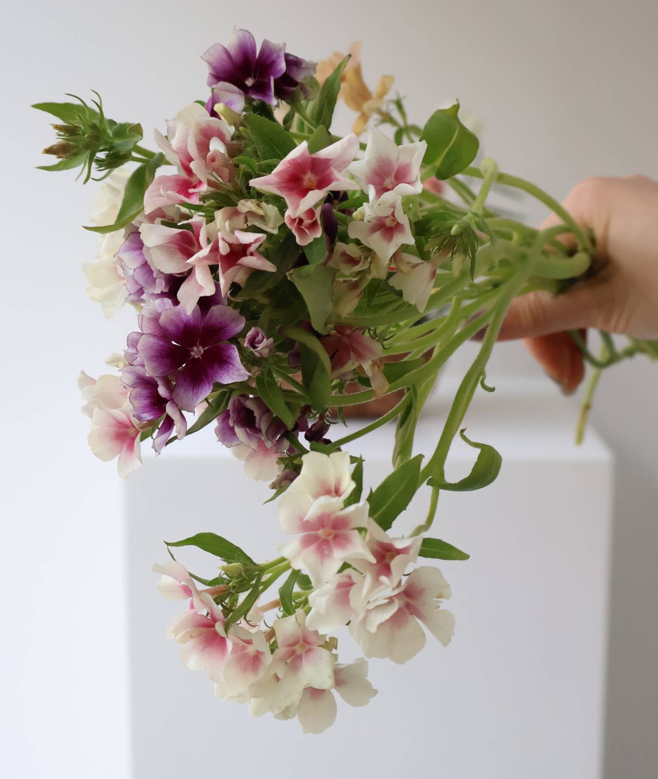 빈티지한 컬러감이 멋진 플록스