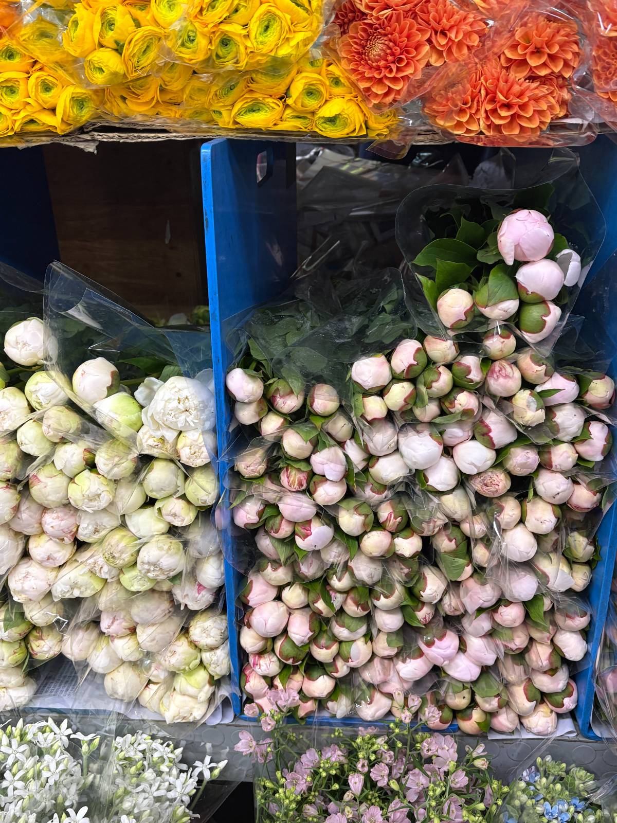 시장에서도 '알사탕-중간-만개' 각각 상태가 다른 작약이 가득해요.&nbsp;