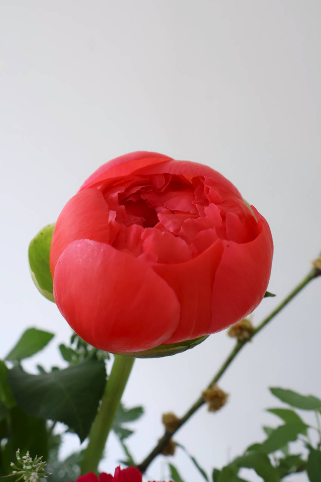 사과 중에 홍옥처럼 빨갛고 동글한 코랄 참