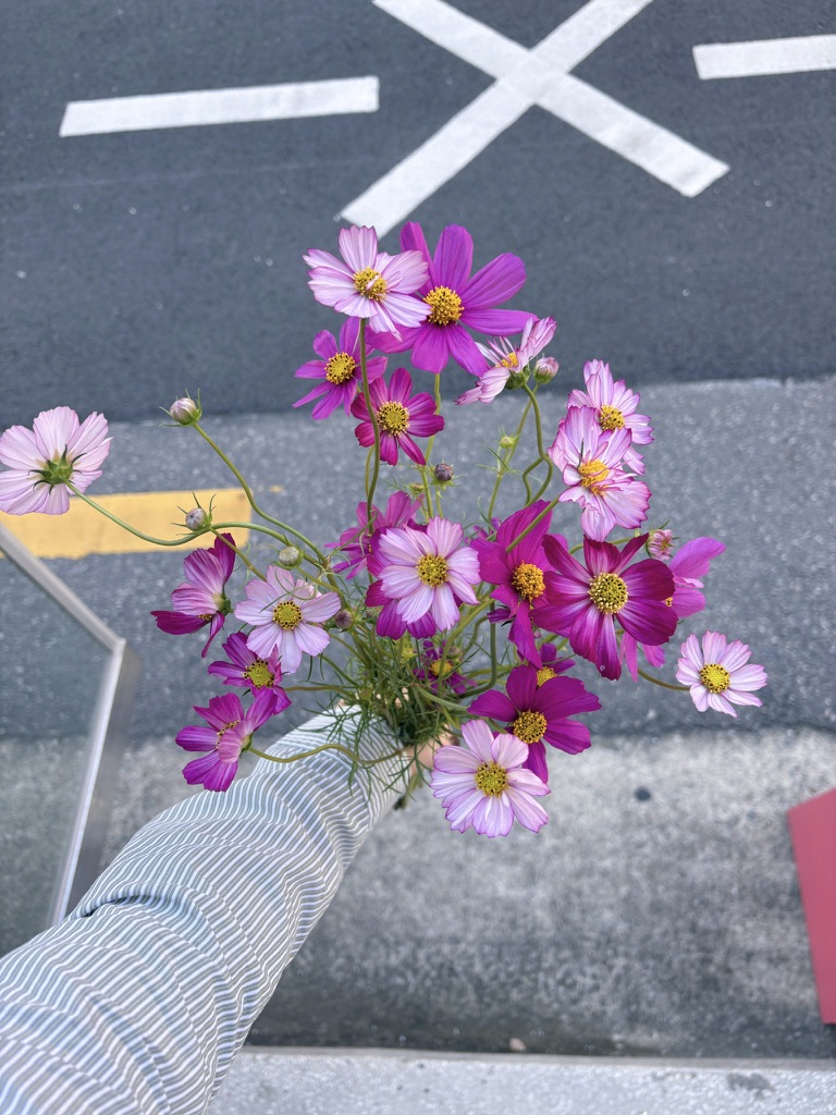 가을의 코스모스