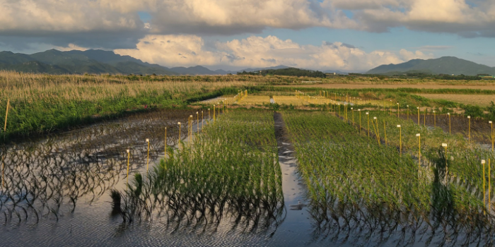 (image source: ThanksCarbon)