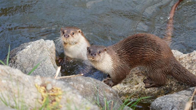 한국남동발전과 땡스카본의 수달 보호 프로젝트에서 직접 촬영한 수달
