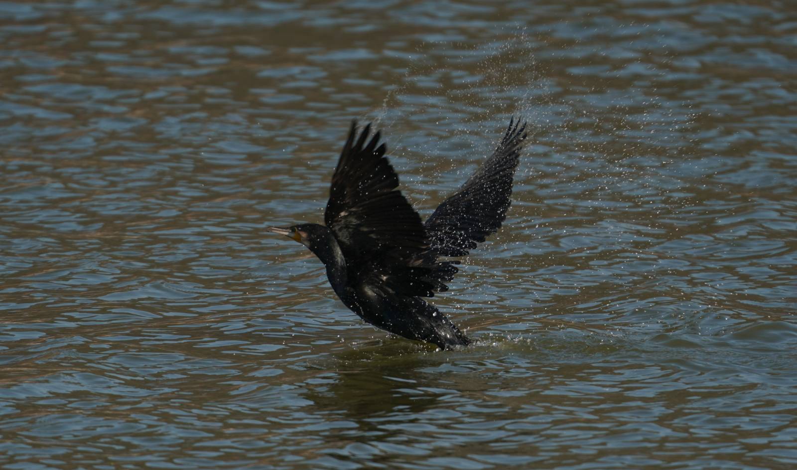 금호석유화학과 땡스카본의 여수 겨울 철새 서식지 복원 프로젝트 현장