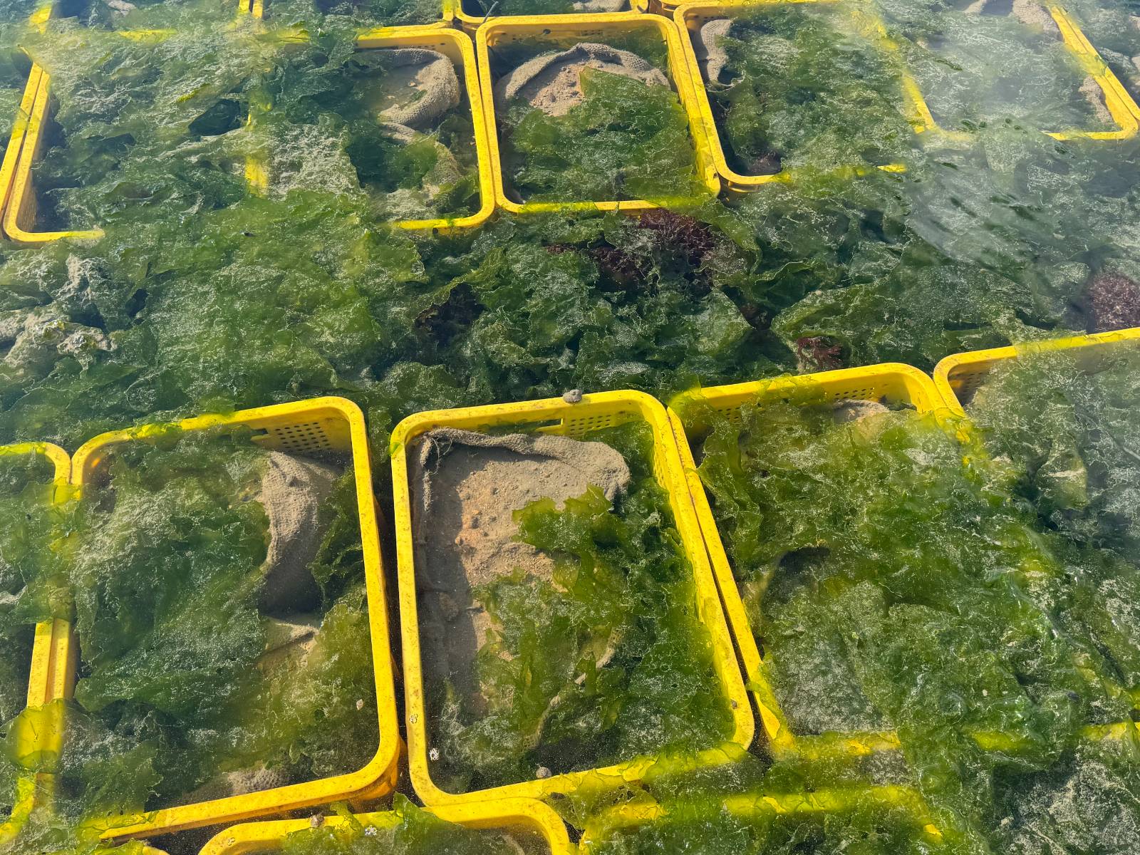 HSBC와 땡스카본의 블루카본 바다숲 조성사업을 위한 잘피 모종의 모습