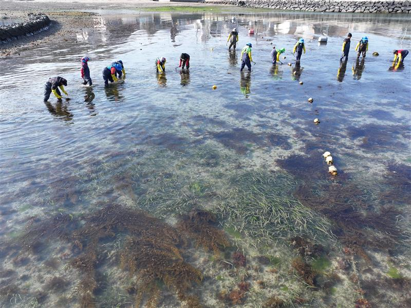 블루카본 바다숲 조성 사업