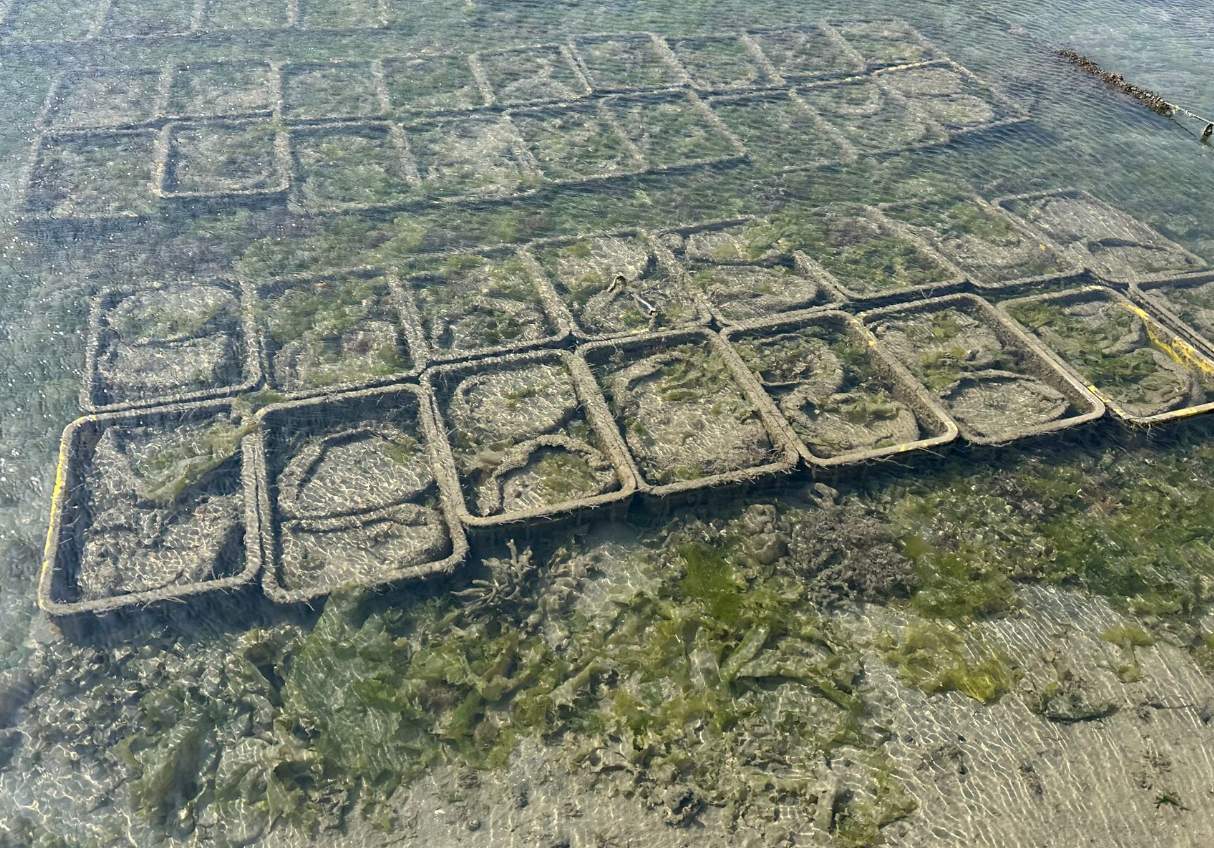 Seagrass from ThanksCarbon's biodiversity restoration project