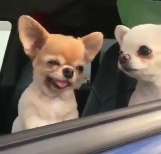 이미지 = 네이버 블로그 캡처 (https://blog.naver.com/alwnwnal3256/222738219085)