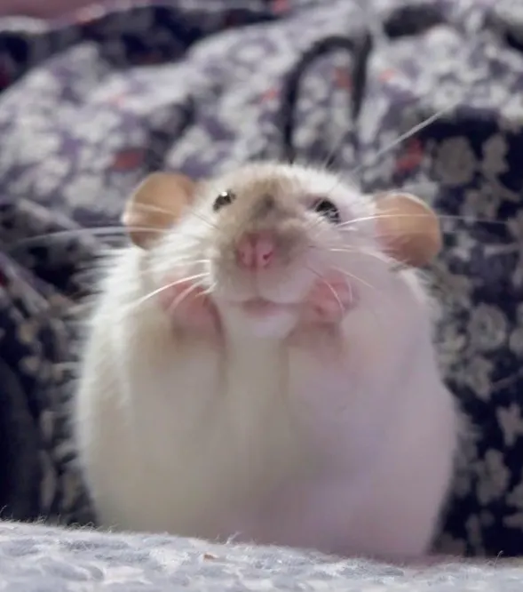 이미지 = 핀터레스트 캡처 (https://kr.pinterest.com/pin/29625310046615036/)