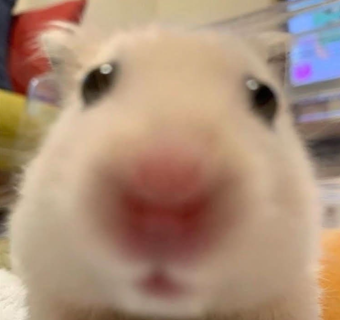 이미지 = 네이버 블로그 캡처 (https://blog.naver.com/ellyfly/222702923798)