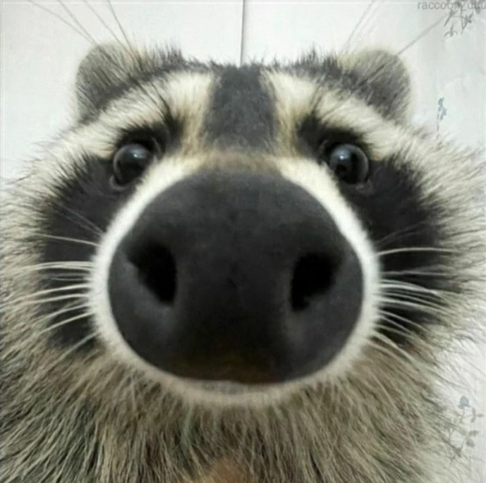 이미지 = 네이버 블로그 캡처 (https://blog.naver.com/bookcase07/223073979846)