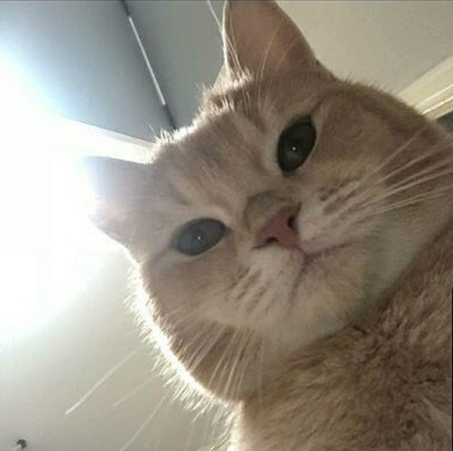 이미지 = 네이버 블로그 캡처 (https://blog.naver.com/aurak2009/222964227699)