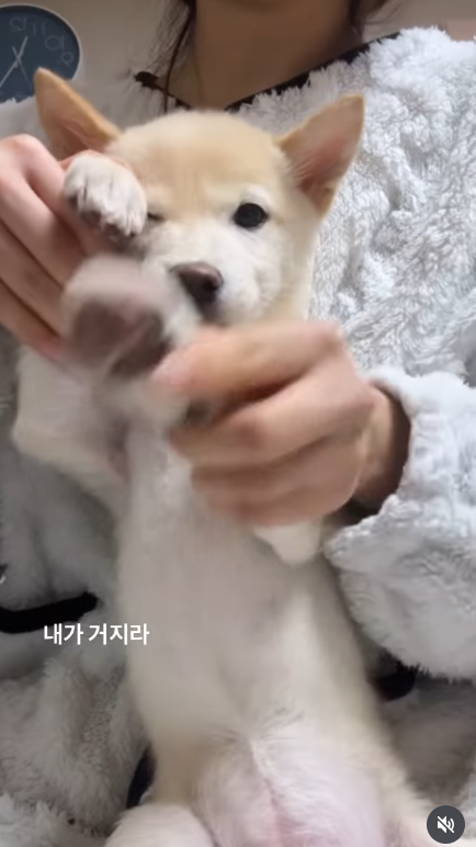 이미지 = 인스타그램 캡처 (https://www.instagram.com/reel/DRy-CeDD-8z/?utm_source=ig_web_copy_link&igsh=MzRlODBiNWFlZA==)