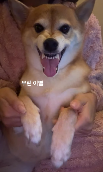 이미지 = 인스타그램 캡처 (https://www.instagram.com/reel/DR9dR_Bkq_2/?utm_source=ig_web_copy_link&igsh=MzRlODBiNWFlZA==)