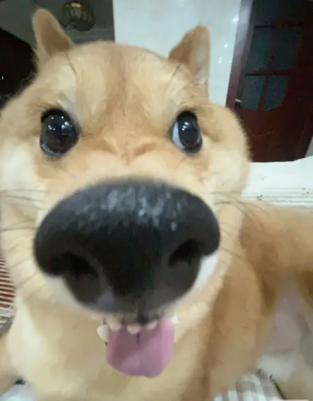 이미지 = 핀터레스트 캡처 (https://kr.pinterest.com/pin/742108844886118047/)