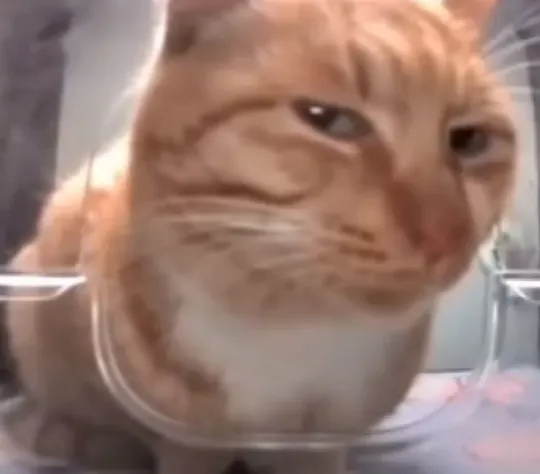 이미지 = 핀터레스트 캡처 (https://kr.pinterest.com/pin/611222980708836164/)