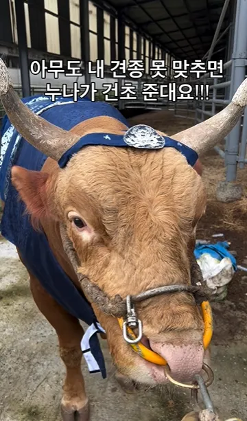 이미지 = 인스타그램 캡처 (https://www.instagram.com/reel/DUX4x3viSsN/)