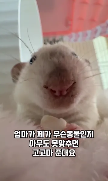 이미지 = 인스타그램 캡처 (https://www.instagram.com/reel/DUiIhbTkeFF/)