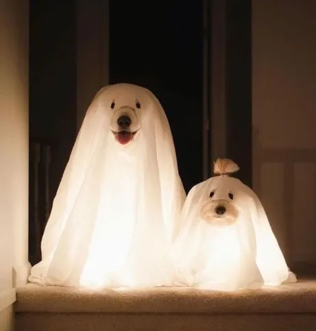 이미지 = 핀터레스트 캡처 (https://kr.pinterest.com/pin/524810162847851392/)