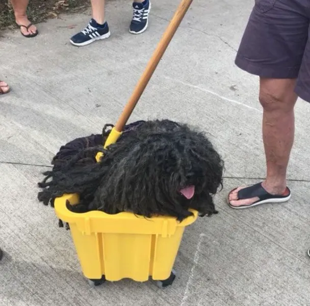 이미지 = 네이버 블로그 캡처 (https://blog.naver.com/welcomeneogul/222554467438)&nbsp;&nbsp;