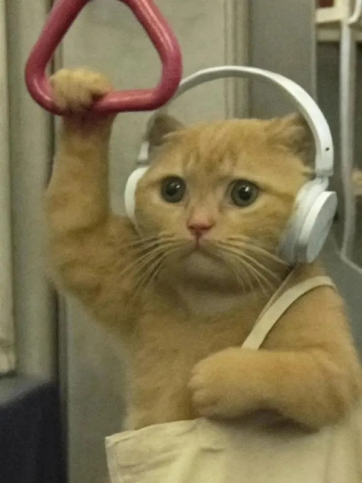 이미지 = 핀터레스트 캡처 (https://kr.pinterest.com/pin/2322237302844982/)