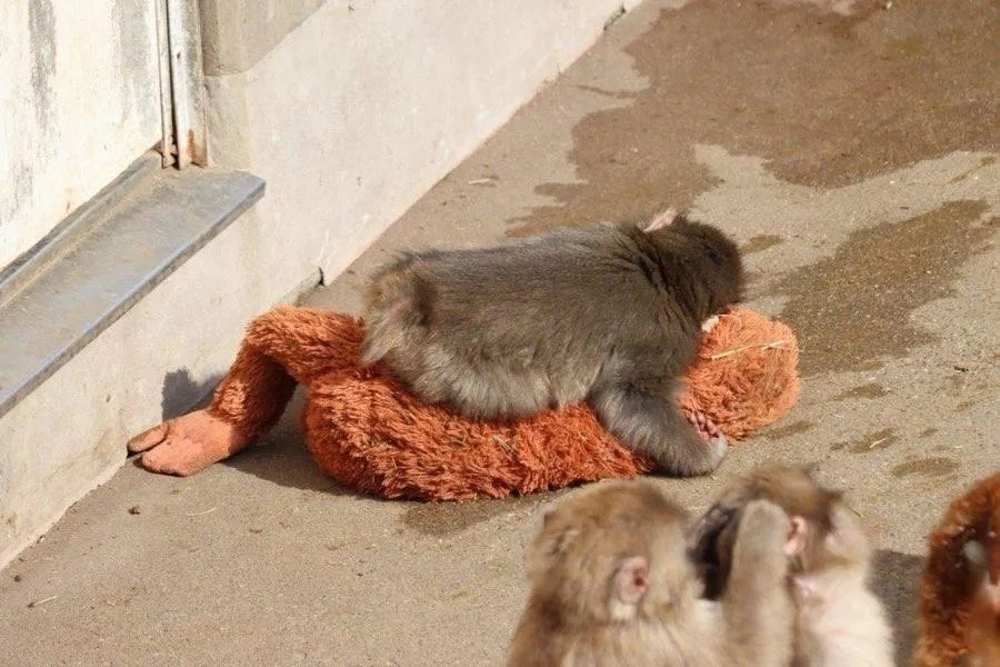 이미지 = X 캡쳐 (https://x.com/u_r_summer_/status/2023300913532956715/photo/1)