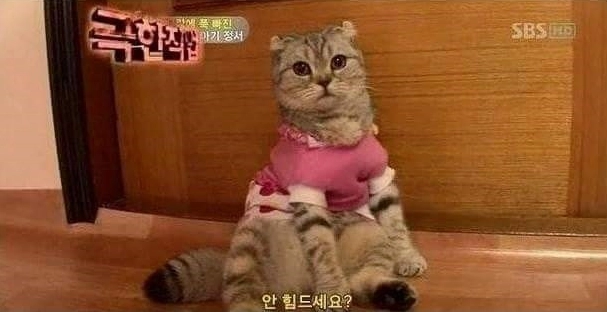 이미지 = 네이버 카페 캡처 (https://cafe.naver.com/girlsfrontlinekr/3560309)