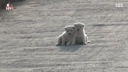 이미지 = 네이버 블로그 캡처 (https://blog.naver.com/jihae1262/221408651064)