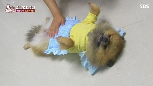 이미지 = 네이버 카페 캡처 (https://cafe.naver.com/lolkor/19493548)