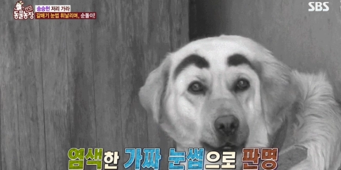 이미지 = 네이버 블로그 캡처 (https://blog.naver.com/vivid_dream1/221719462203)