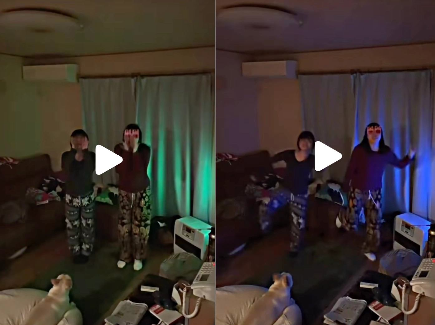 이미지 = 틱톡 ‘@buriburiwanwan’ 채널 영상 캡처 (https://www.tiktok.com/@buriburiwanwan/video/7618588336789179666)