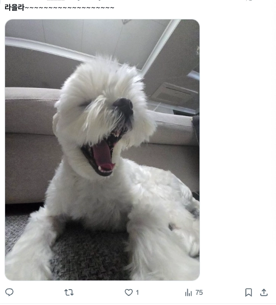 이미지 = X 캡쳐 (https://x.com/um_____tasty/status/2052969442016100354?s=20)