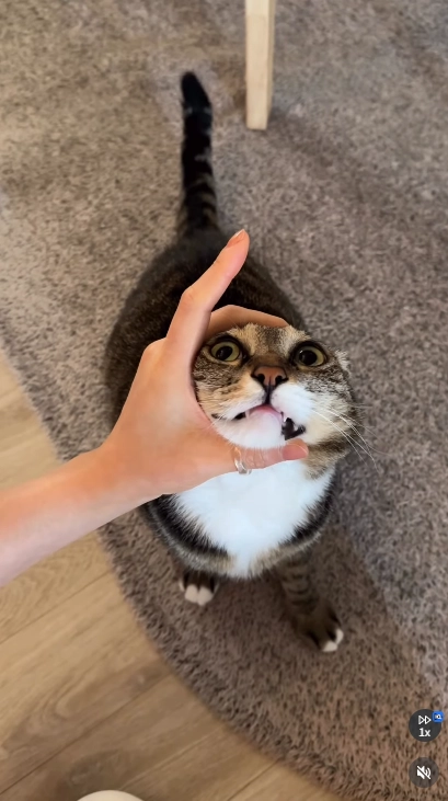이미지 = X캡처 (https://www.instagram.com/reel/DY-wo6ZTrr0/)
